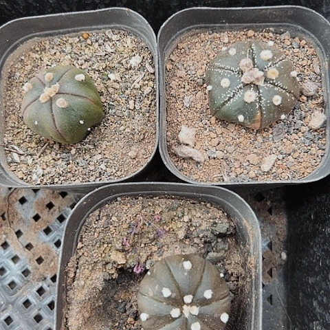 880处理三个实生兜