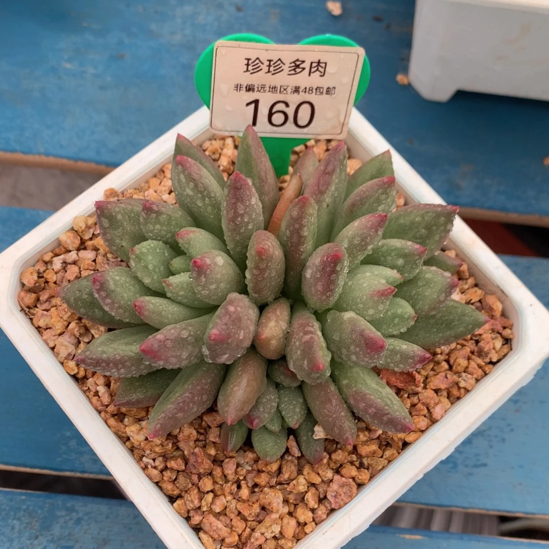 米其林无砍平头160