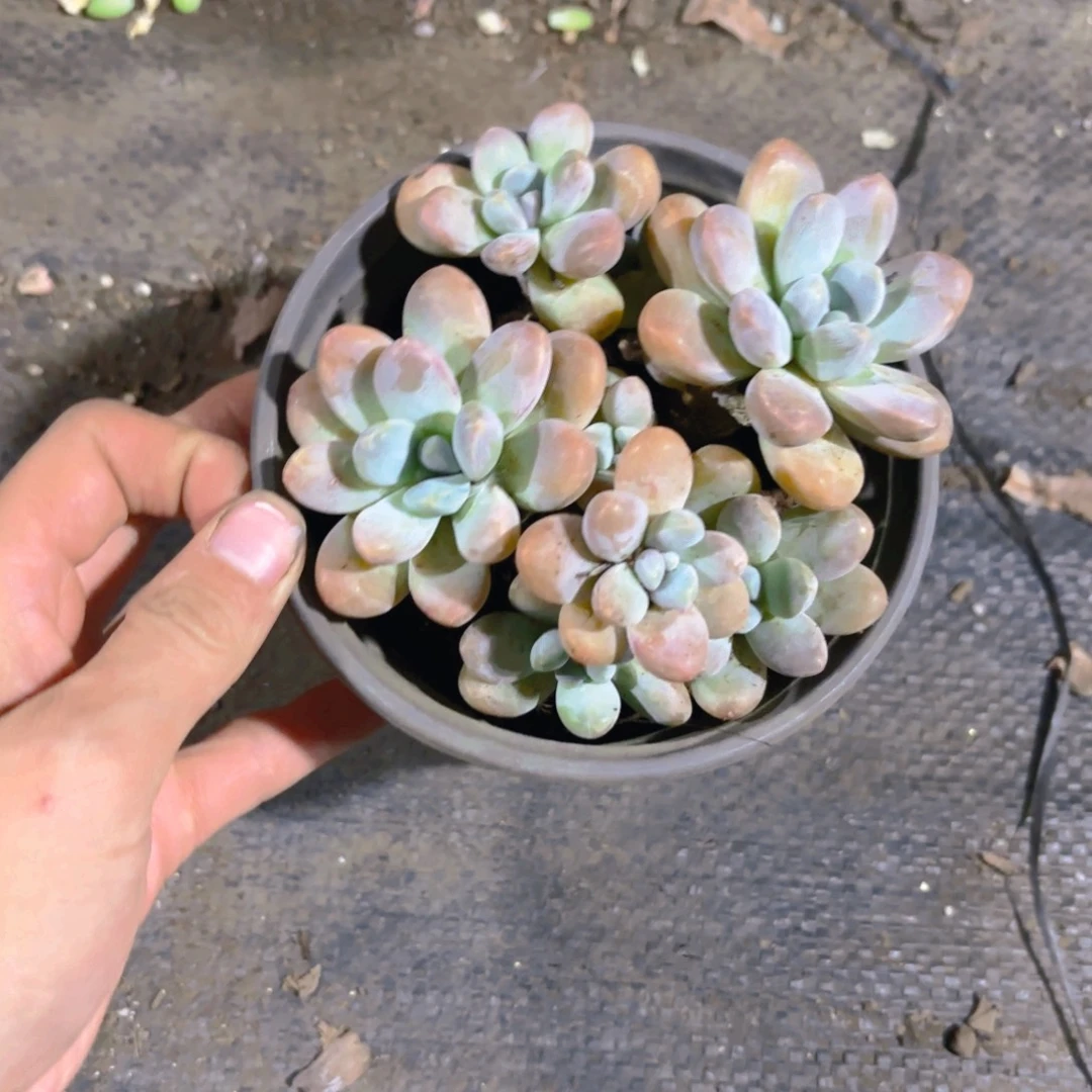 香玉老桩整群1cm新疆包邮