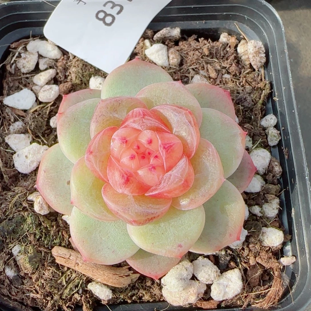 拿铁奶沫，8310多肉植物