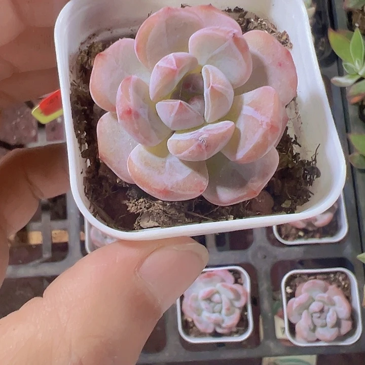 奶盖精品多肉植物大战