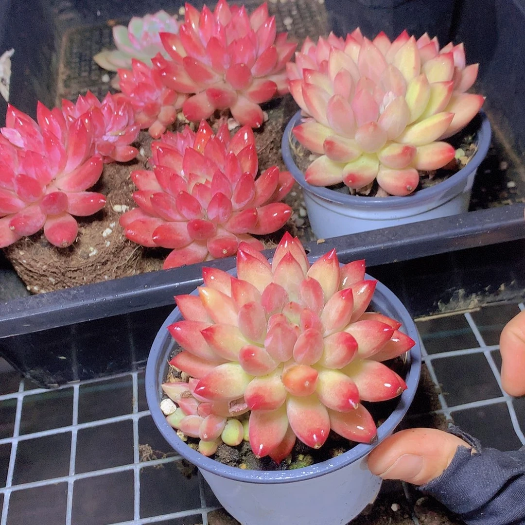 超红体带崽虞美人34677889999