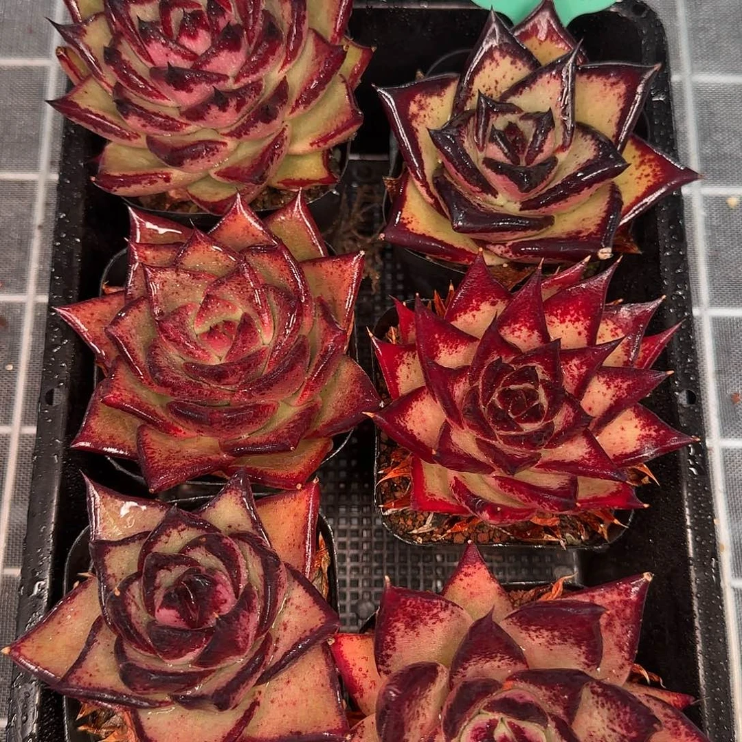 从前慢花园精选0116-283