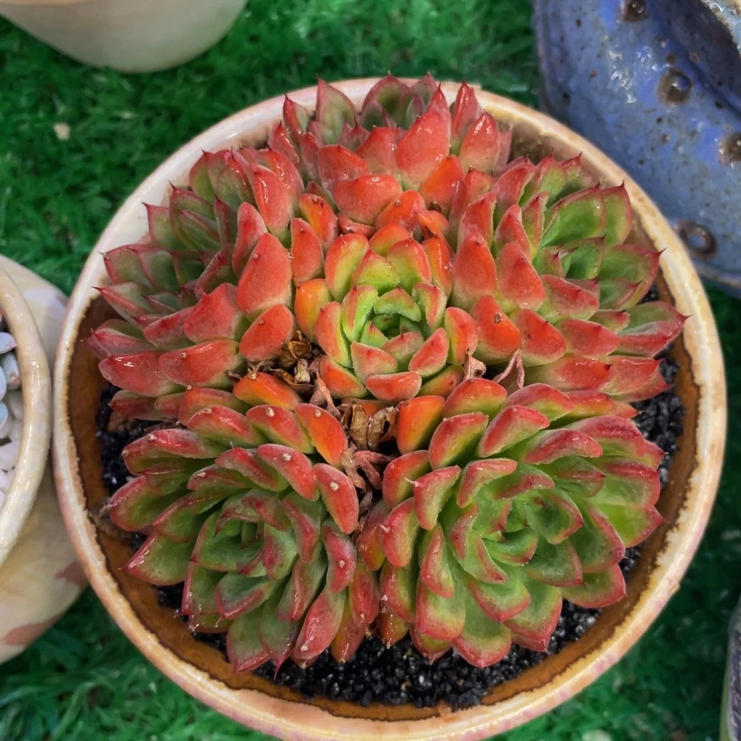 多肉植物盆栽植物
