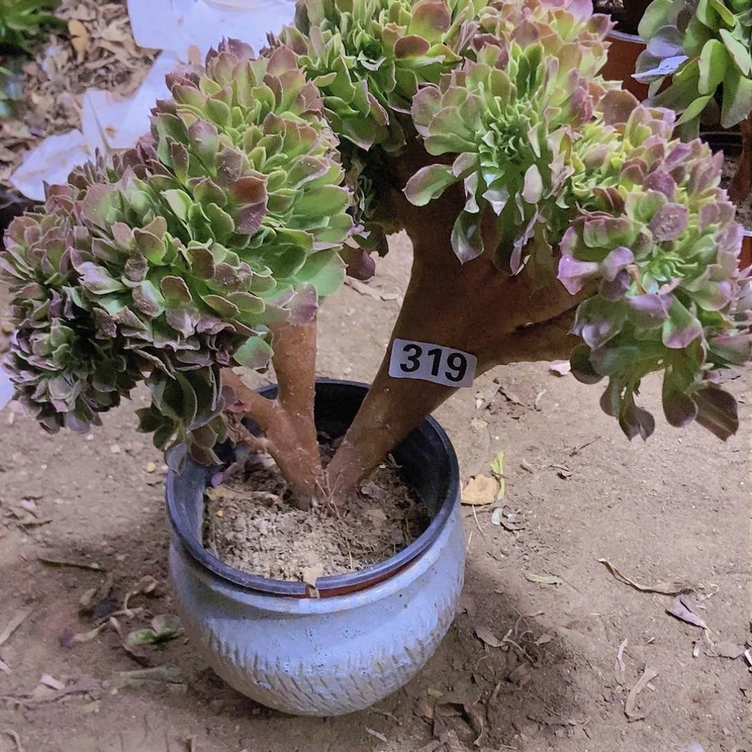 319玫瑰法师缀老板子