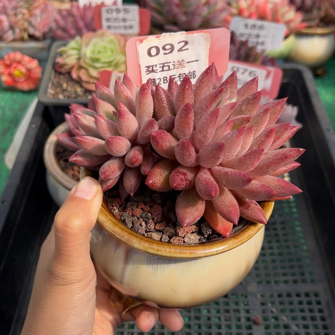 表妹精品多肉植物092.