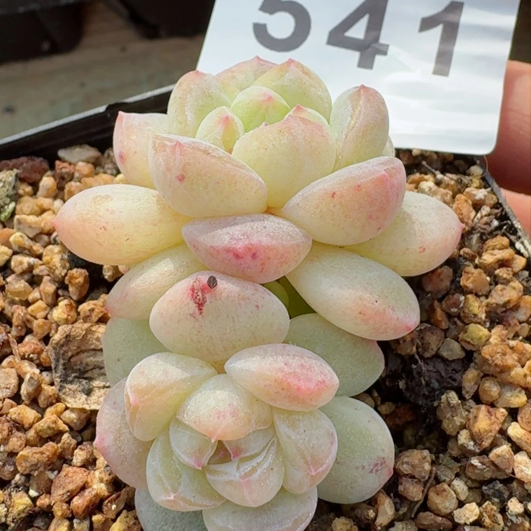 孤品         精品多肉