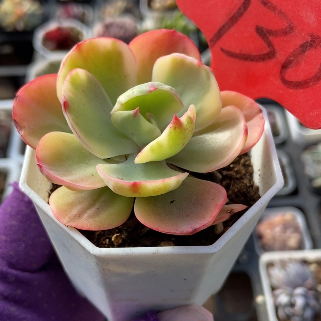 730多肉植物保护研究所