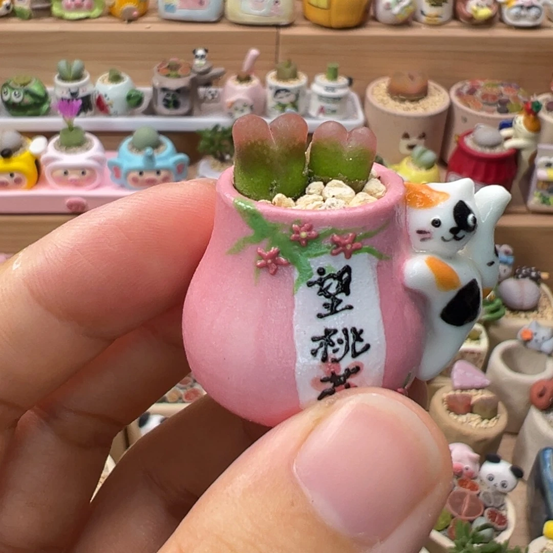 多肉植物74号拇指盆