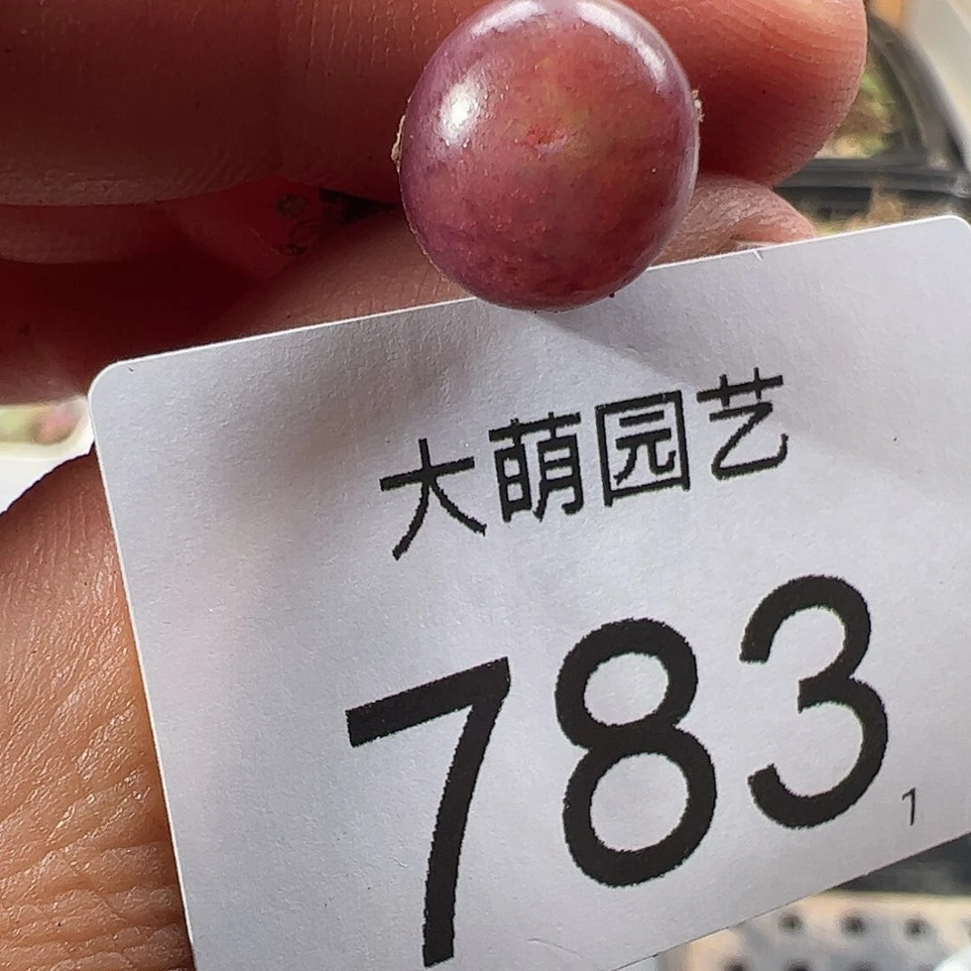 0000783 一物一拍……