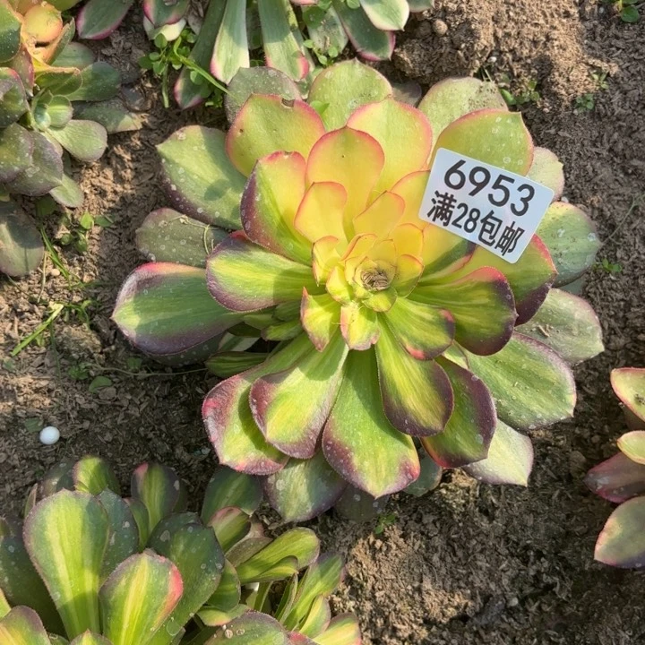 A.  6953七彩拉丝多肉