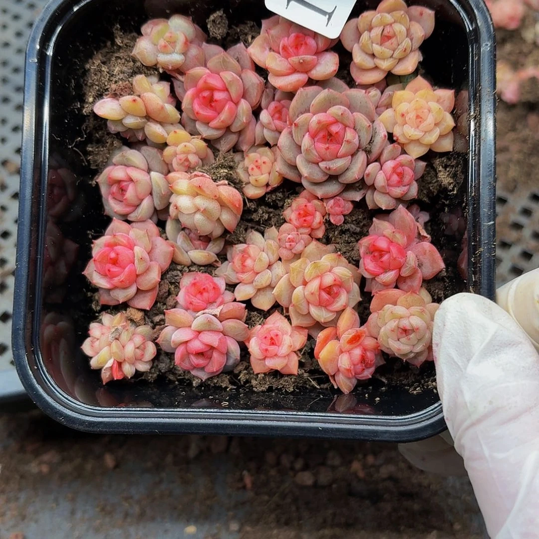 多肉植物多肉植物128