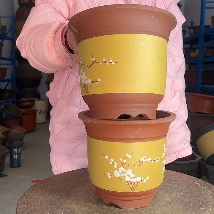 黄色点菜金钟23+23花盆花盆