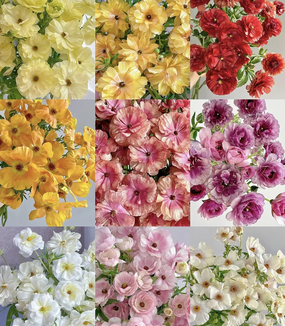 【云岭臻选】蝴蝶洋牡丹1扎，天冷不拍保温棉不售后，2单升级空运