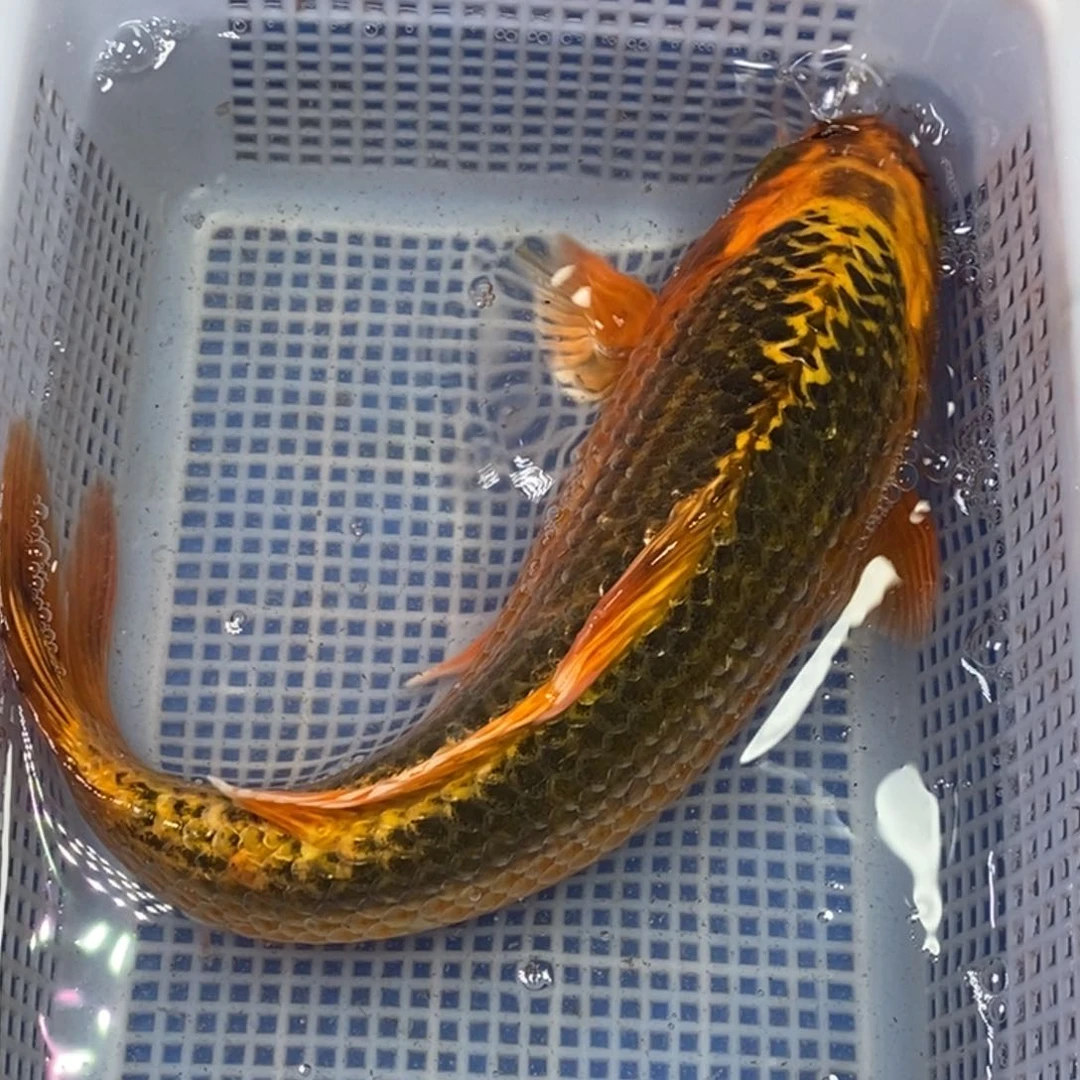 锦鲤冷水锦鲤包邮