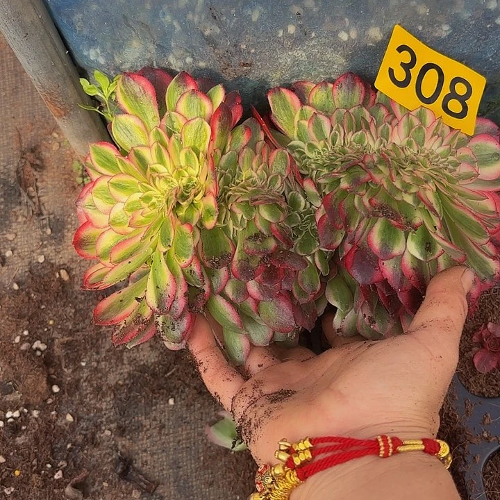 多肉植物倾城缀308