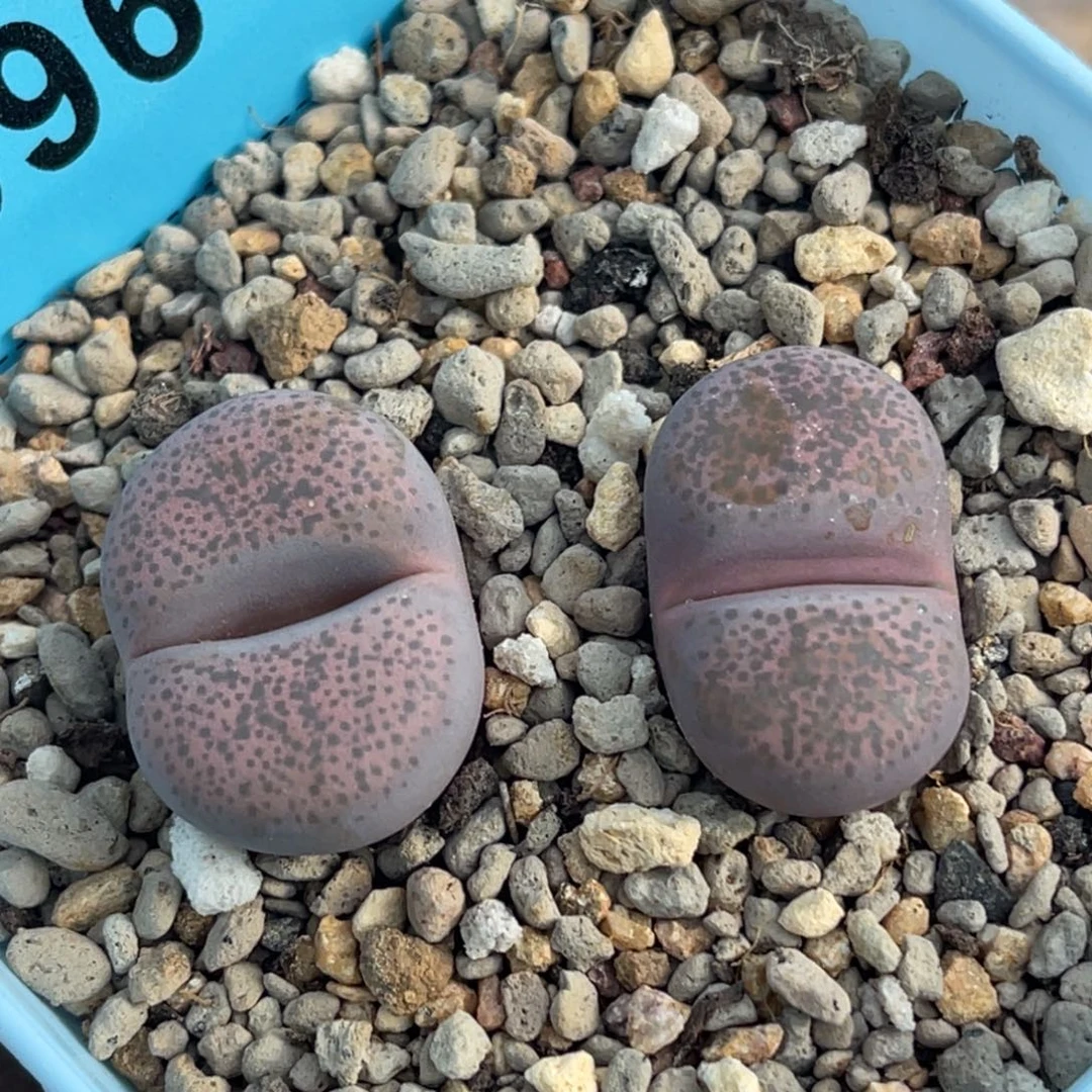 6964紫碧琉璃两颗