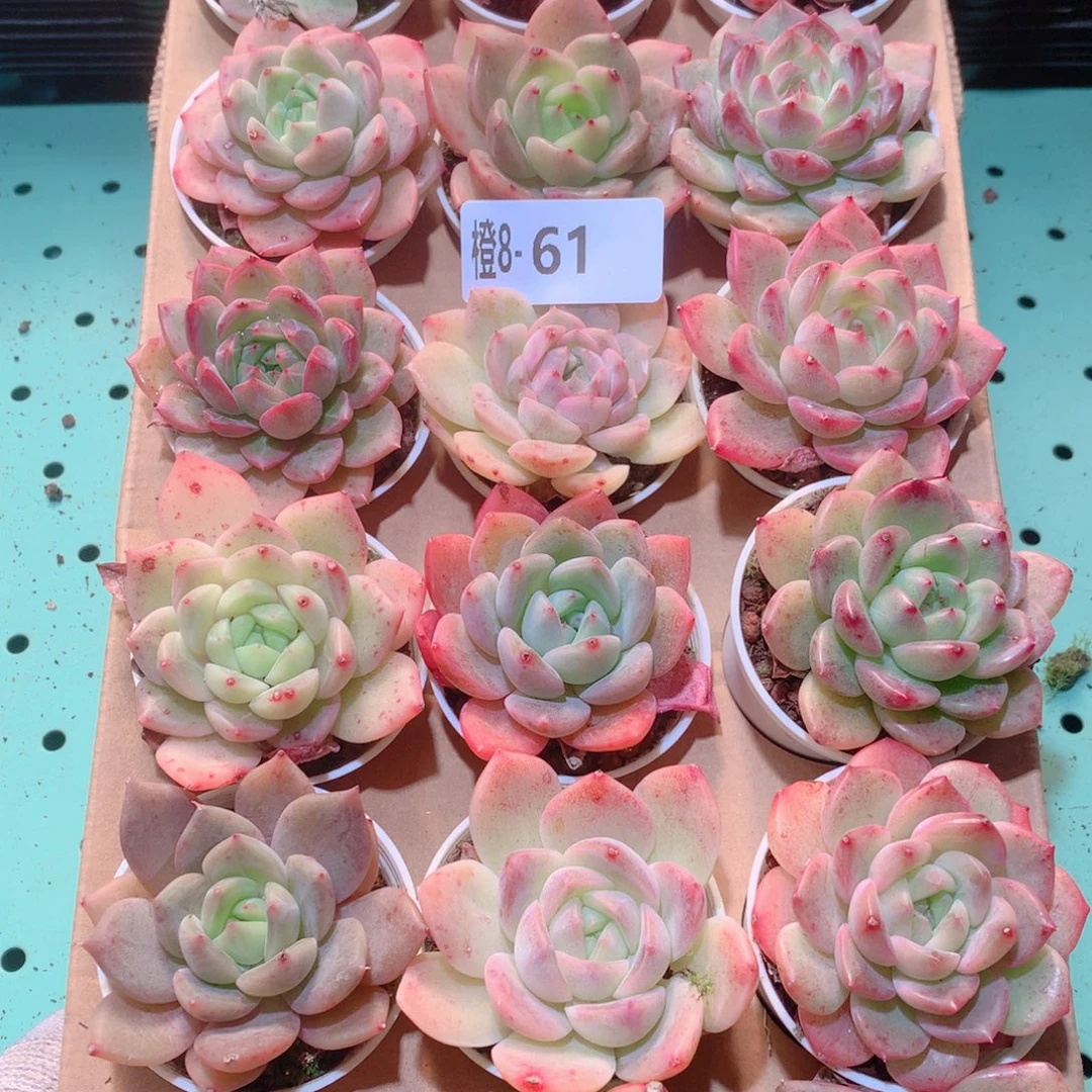 8-61一物一拍多肉带盆18颗