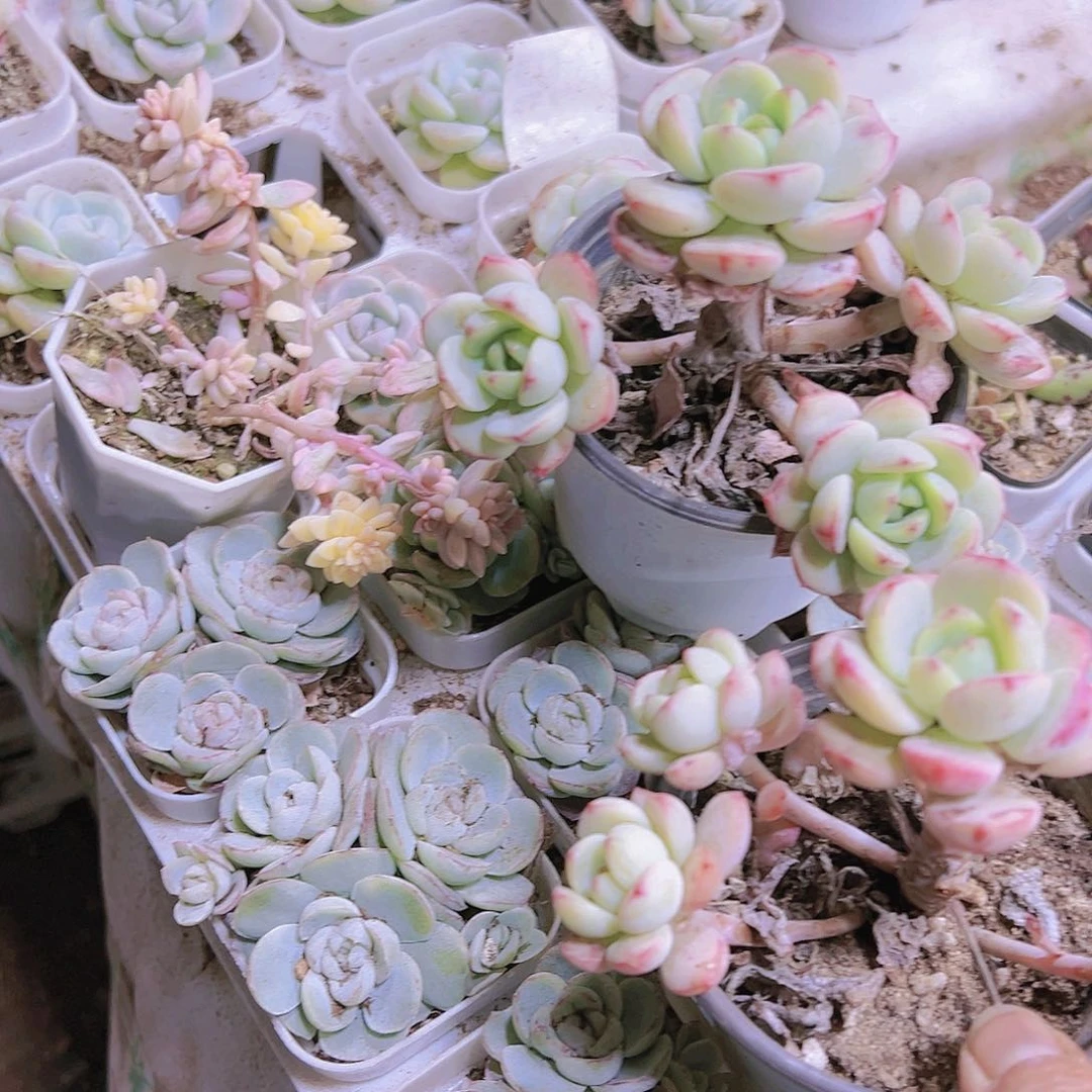 香草大群无售后19包邮