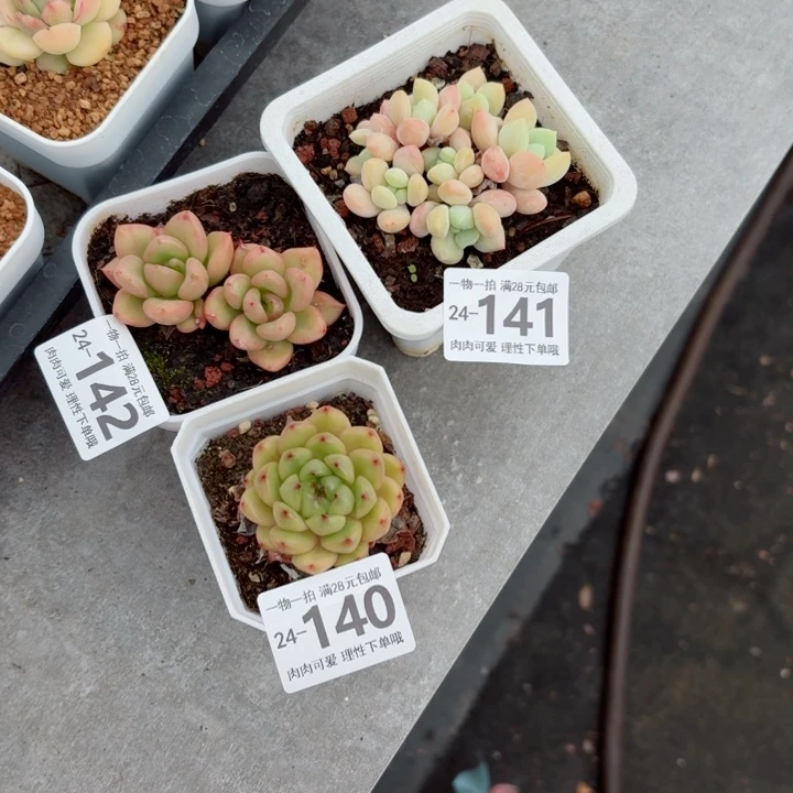 B***.多肉多肉无盆土发货无