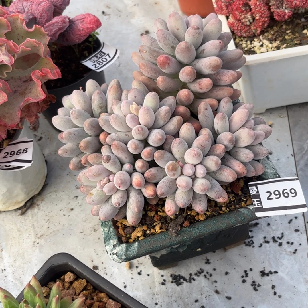 汤圆多肉植物2969