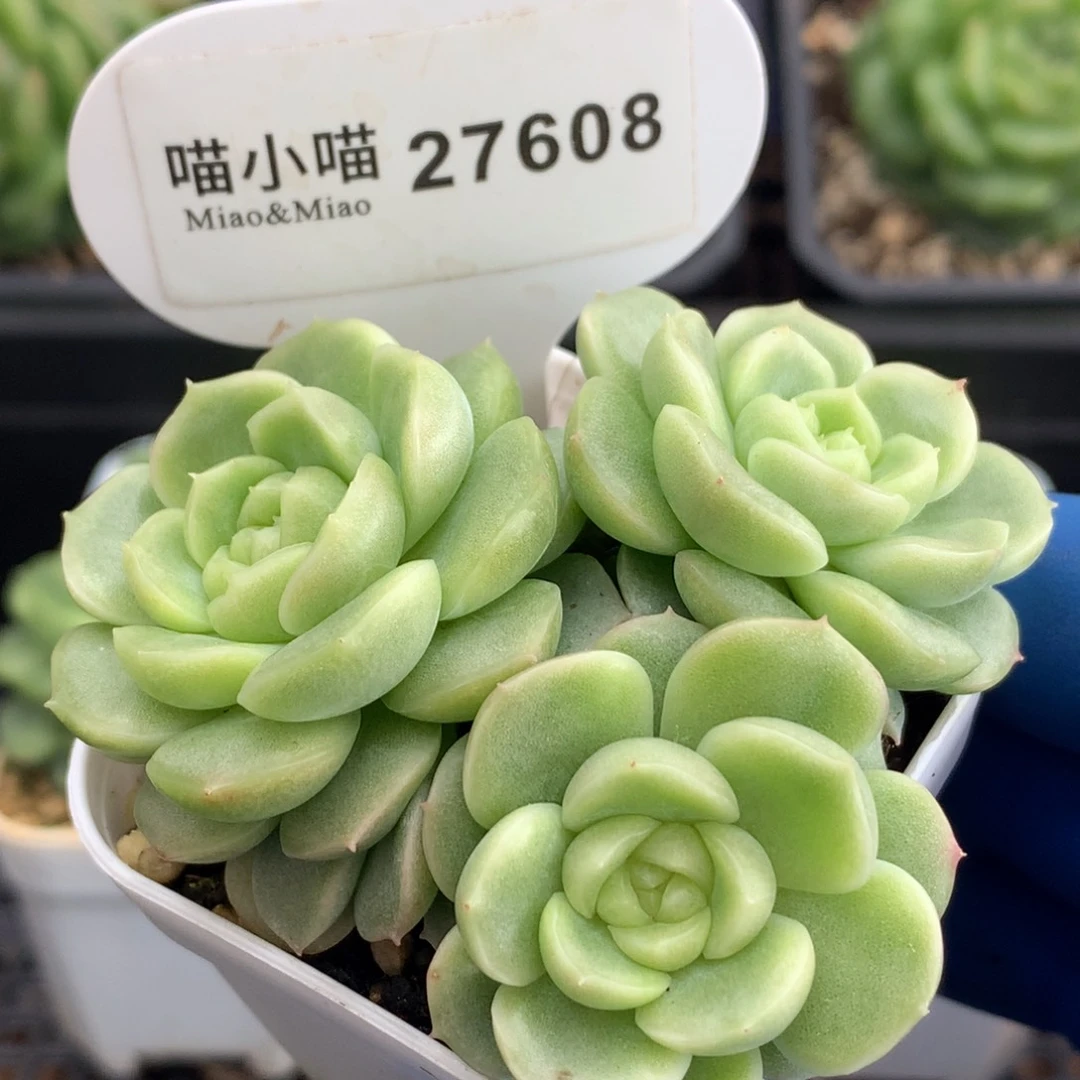 下***季多肉植物杂交珍妮