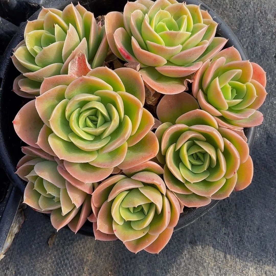 ?****?辛纳塔多肉植物