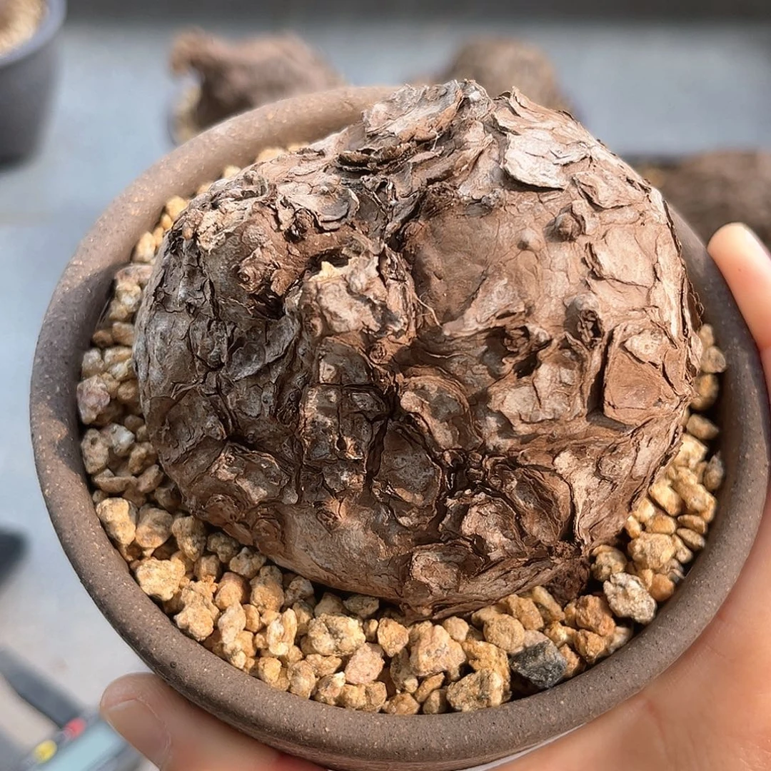 精品一叶龟的，白皮甲片