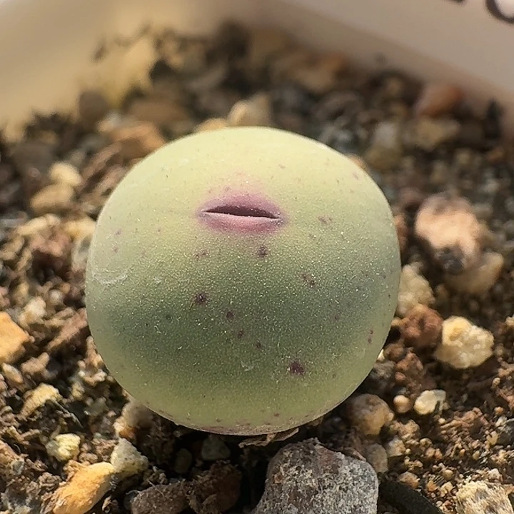 126 dows嘴。肉锥