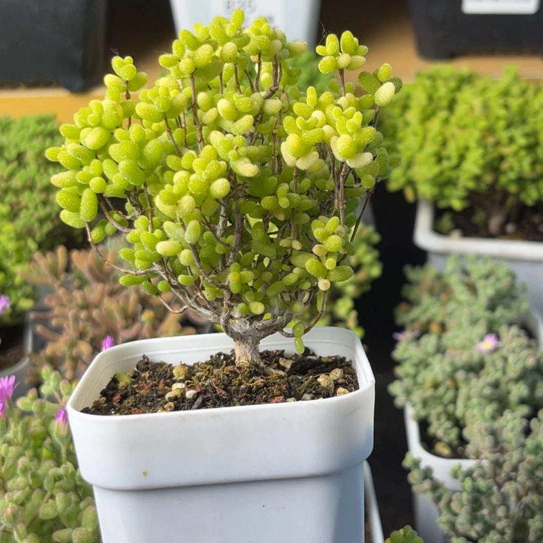 854老桩金桔小树。