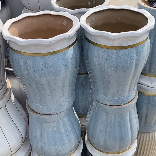 金边蓝南瓜中口25/32