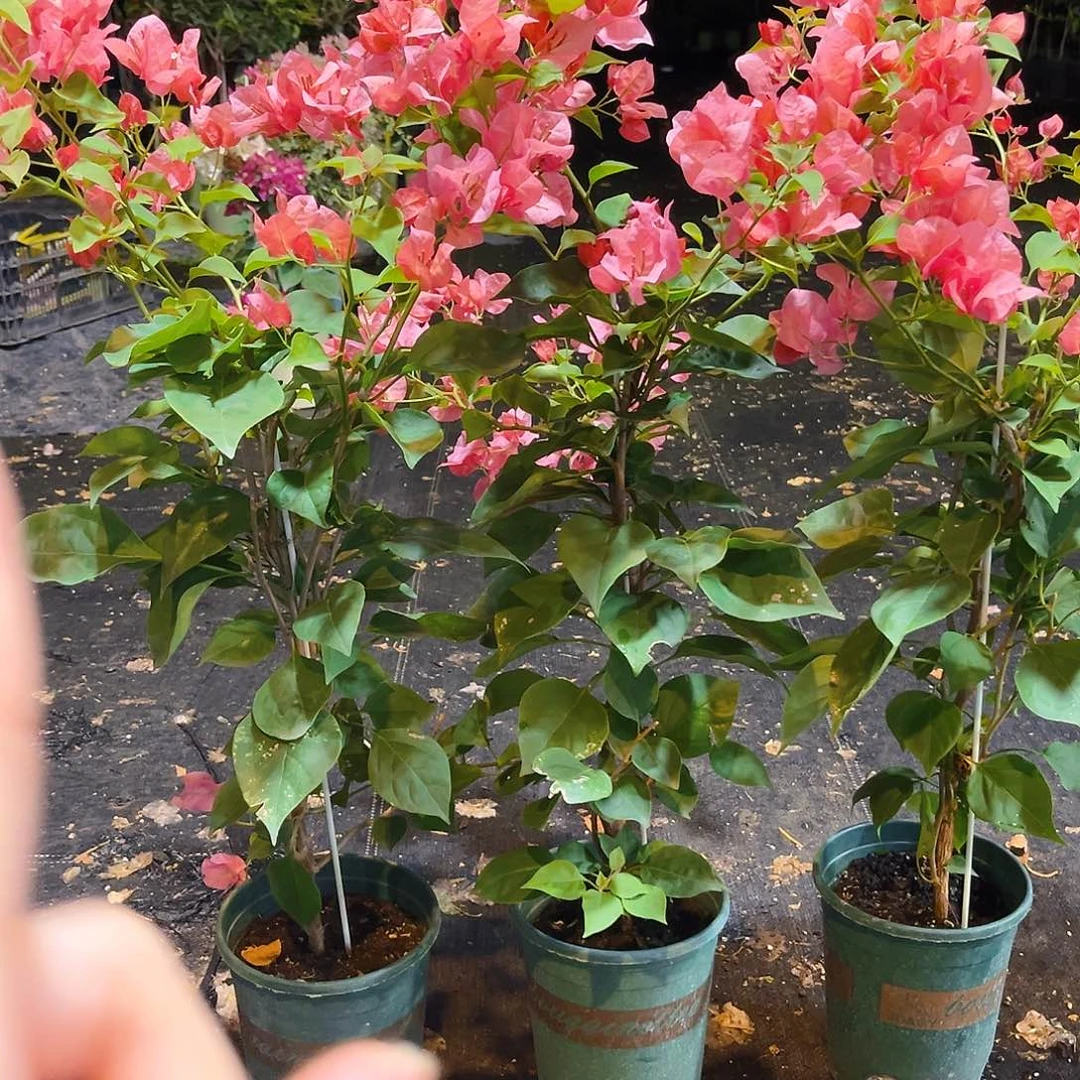 大部分花苞少量开放不甜西瓜带竹一颗