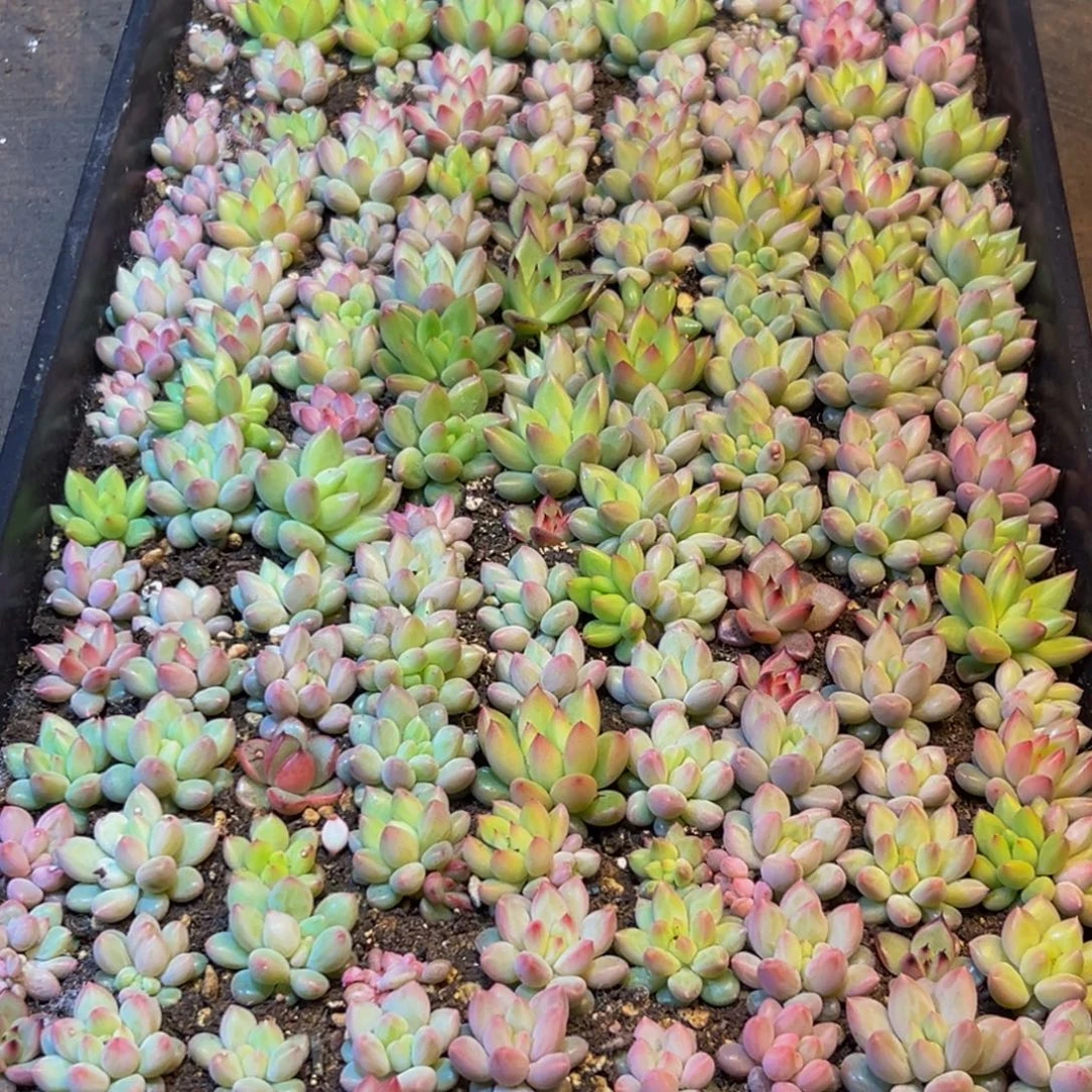 929多肉葡萄的味道是真的很好吃的