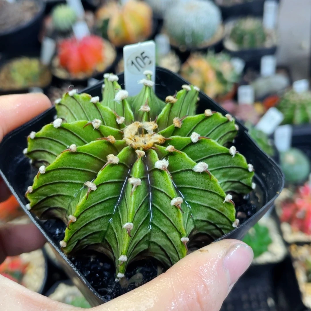 盆5公分满25包邮裸根发货