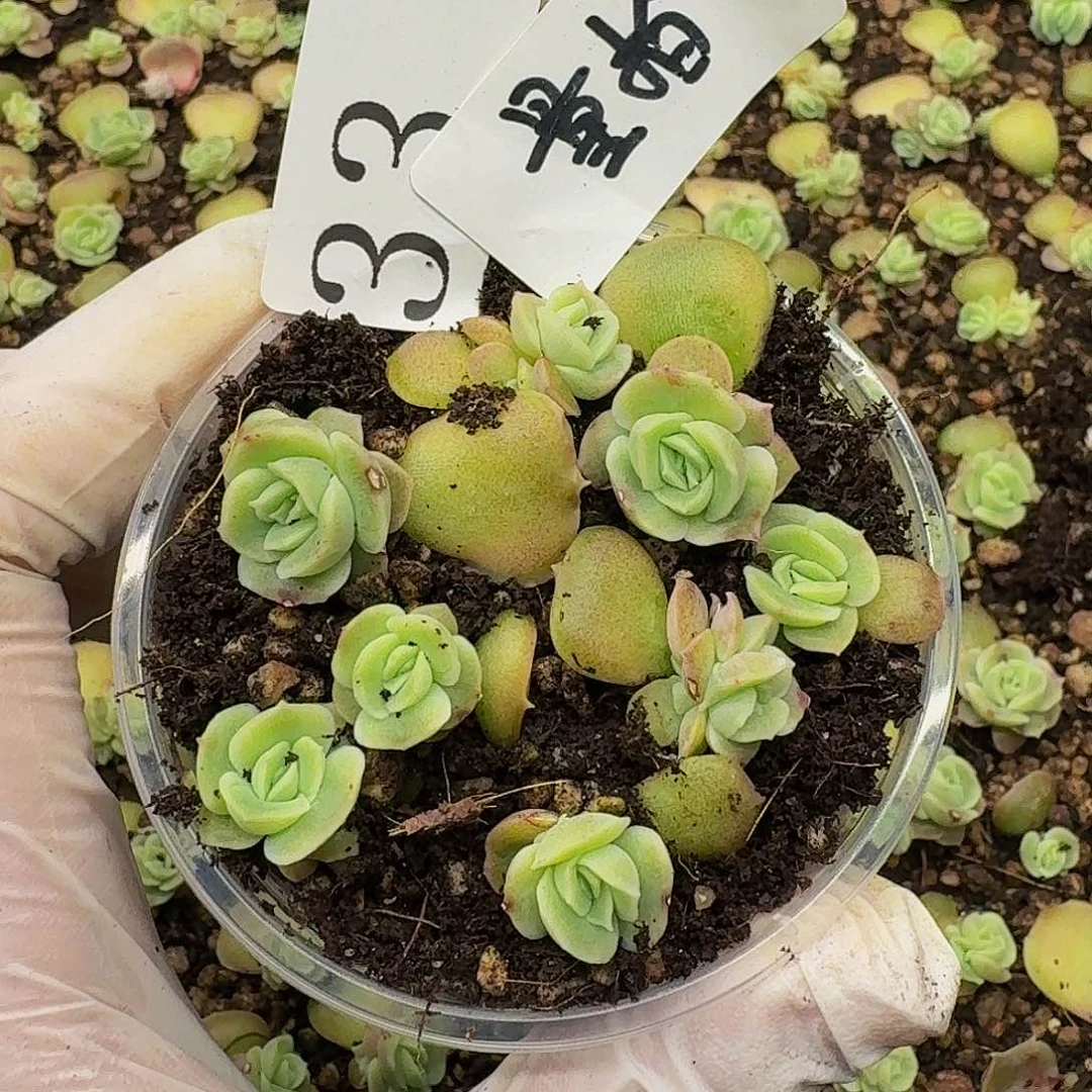 多肉植物多肉植物33量拍