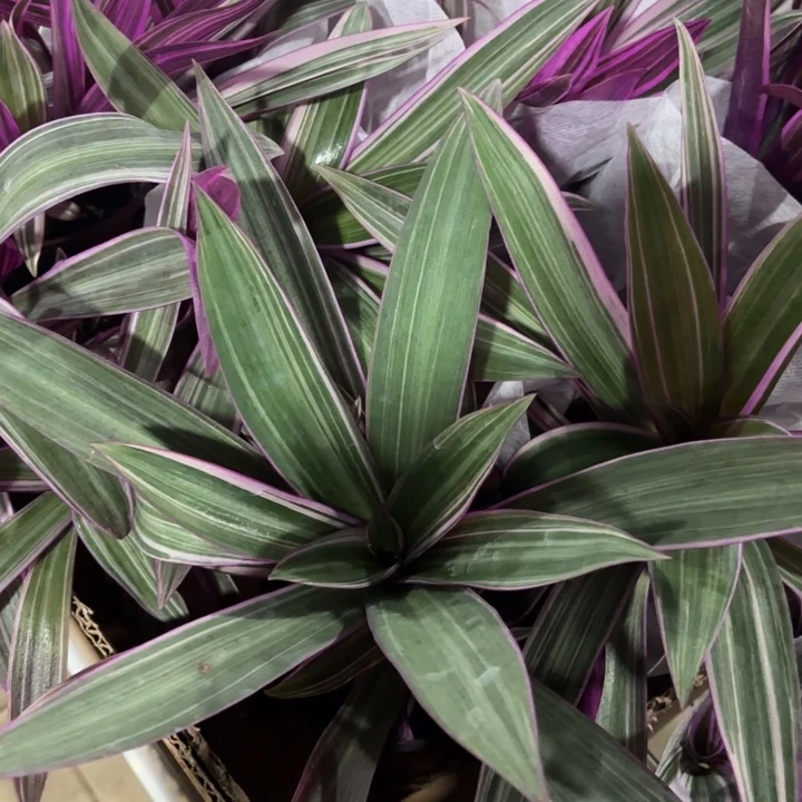 全部花苞紫露兰1盆