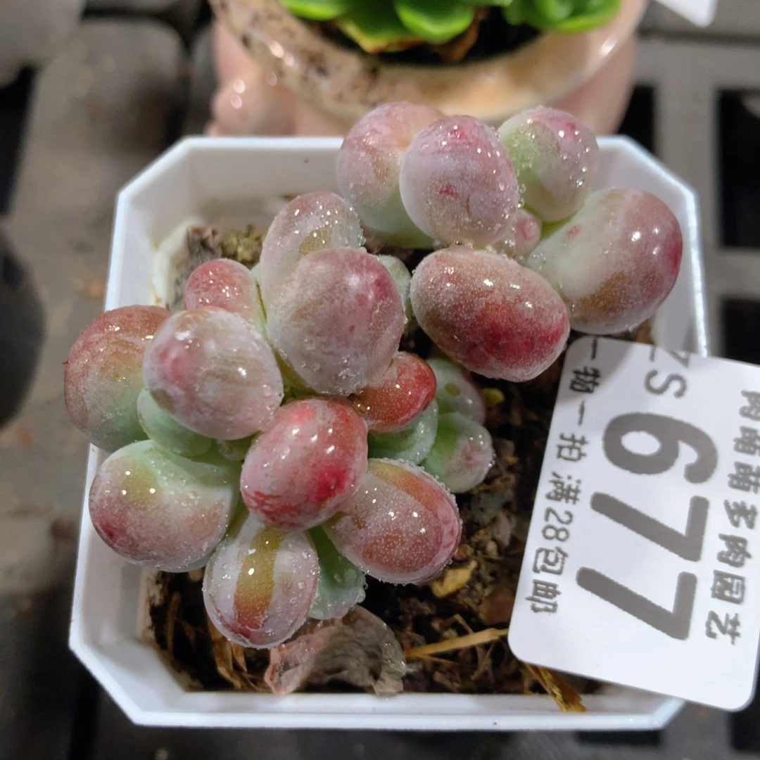 5CM拇指盆精控多肉ZS677