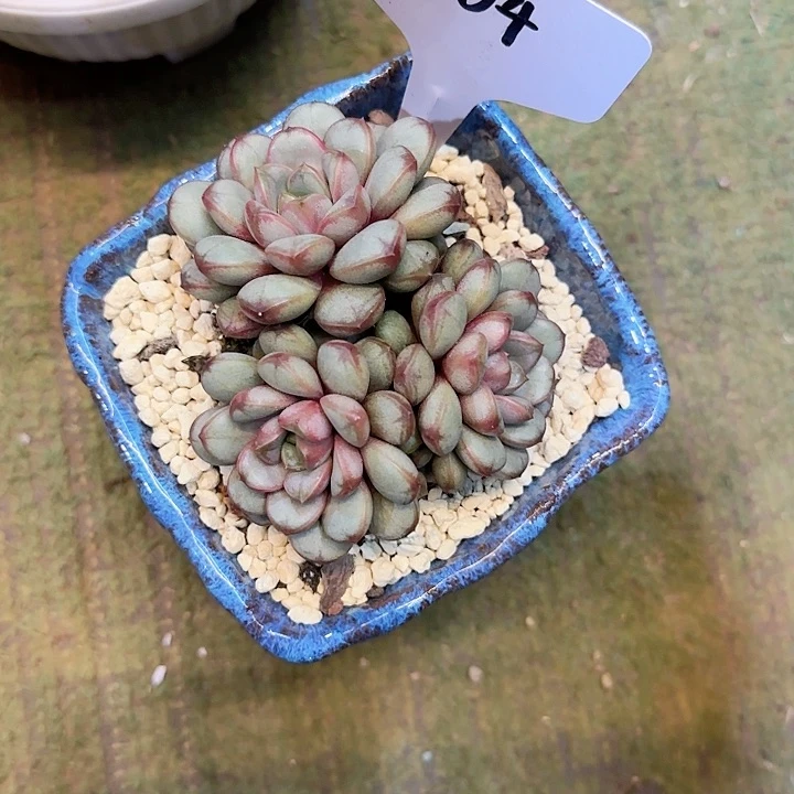 私**属1004葡萄3头一物一拍