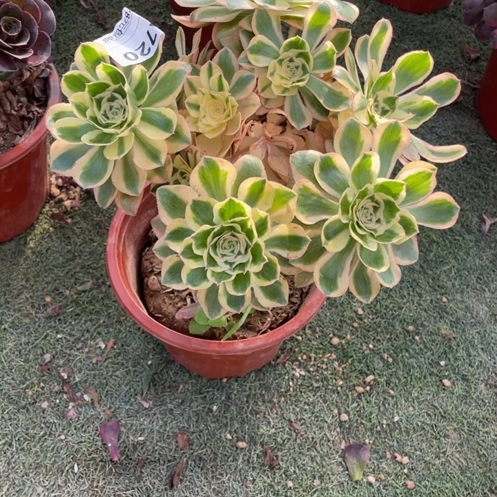 多肉燕资锦法师720