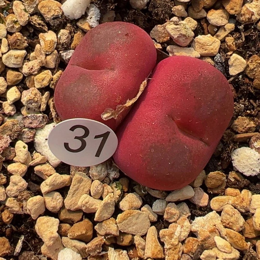 王*喵多肉植物11111111111111111