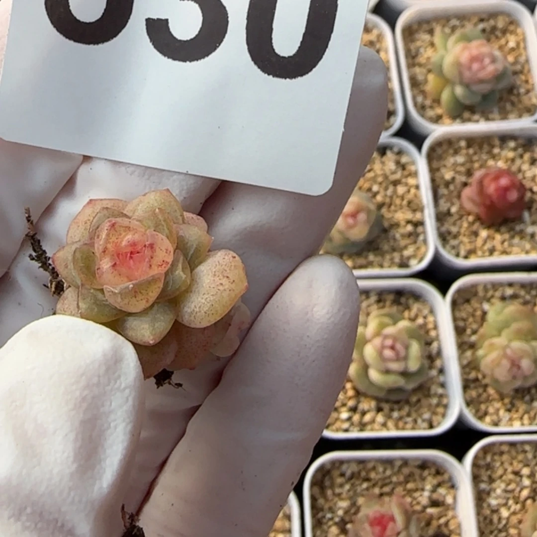 白***空530号王者系列多肉一盒