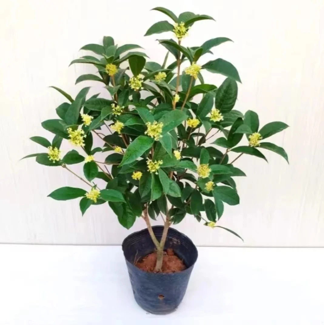 四季桂花大树苗盆栽地载开花不断浓香型室内庭院好养