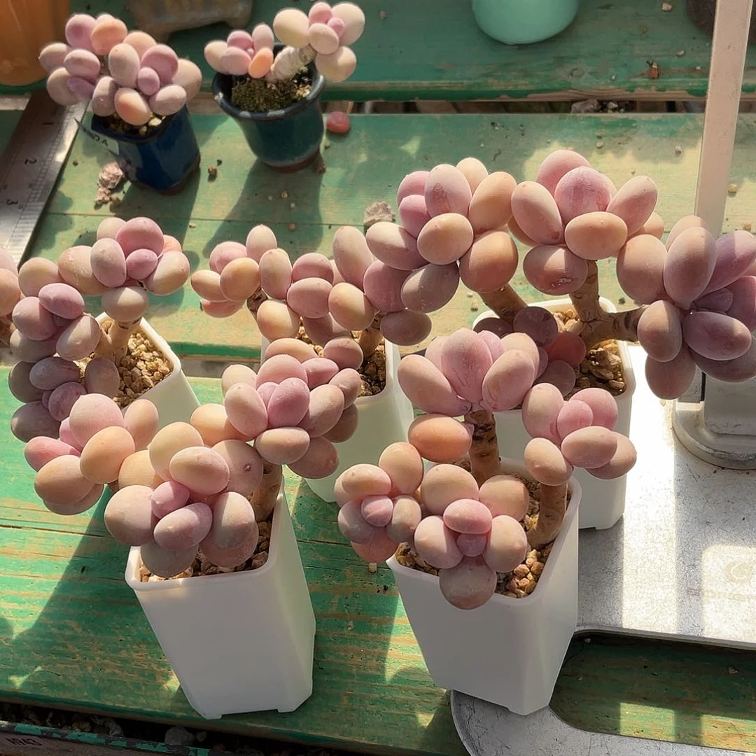 g****a多肉植物的生长发育