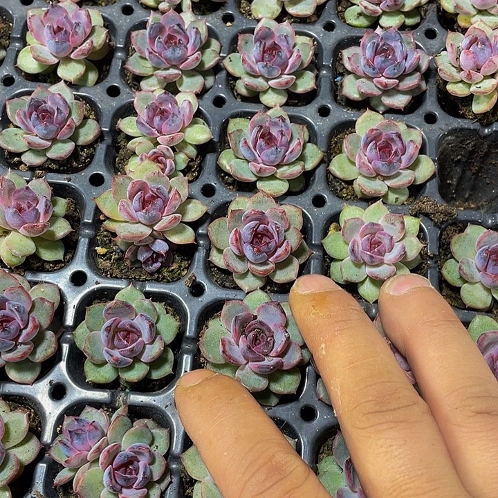 小蓝莓1.5带土发货