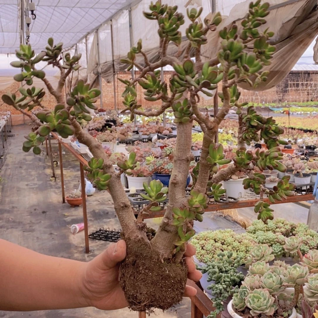 招财猫整桩整群老桩