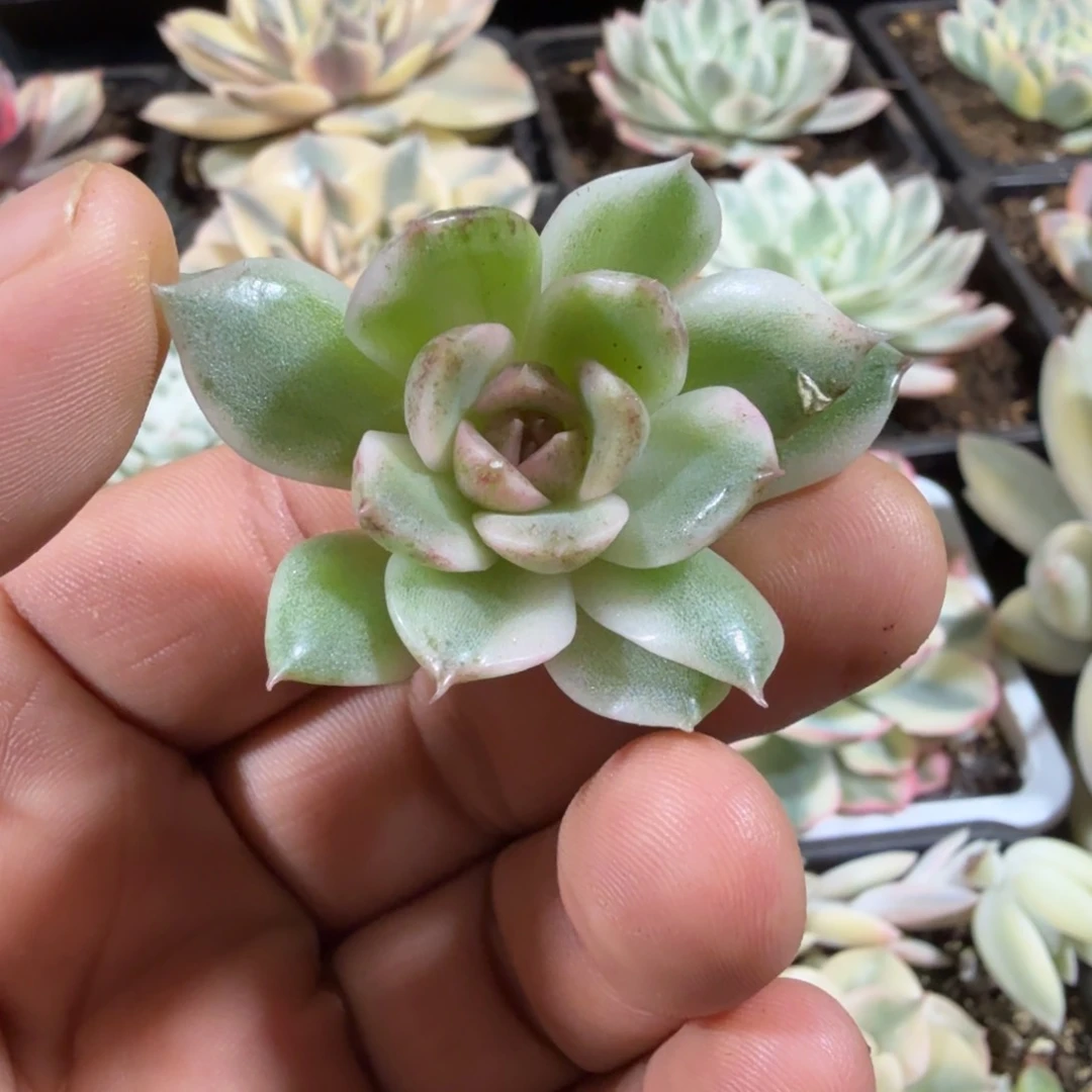 黑水晶锦，多肉锦