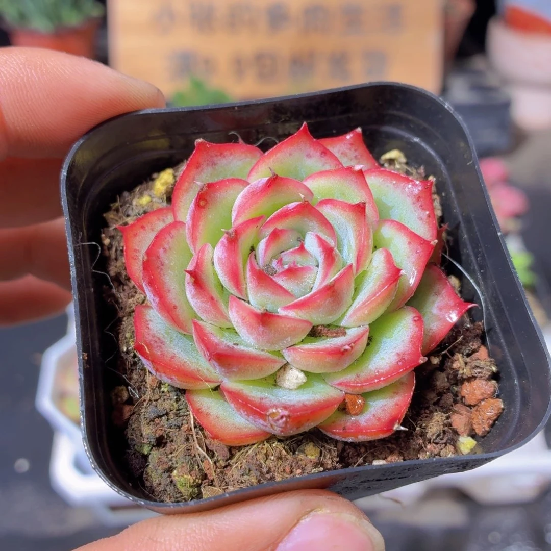 侧影多肉9.9包邮发货