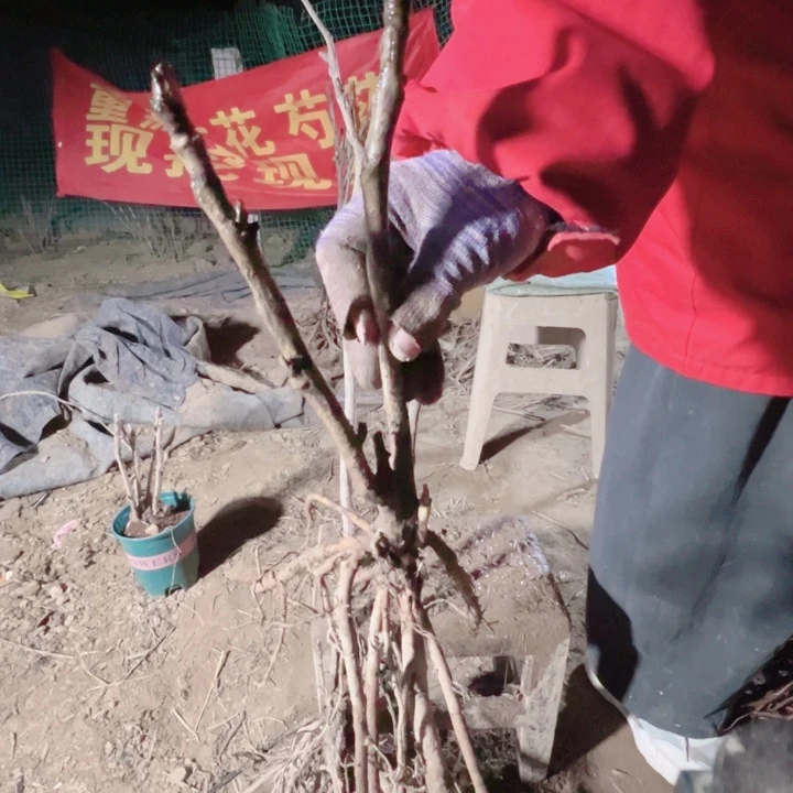 当前无花栽培后可以开花冠世墨玉