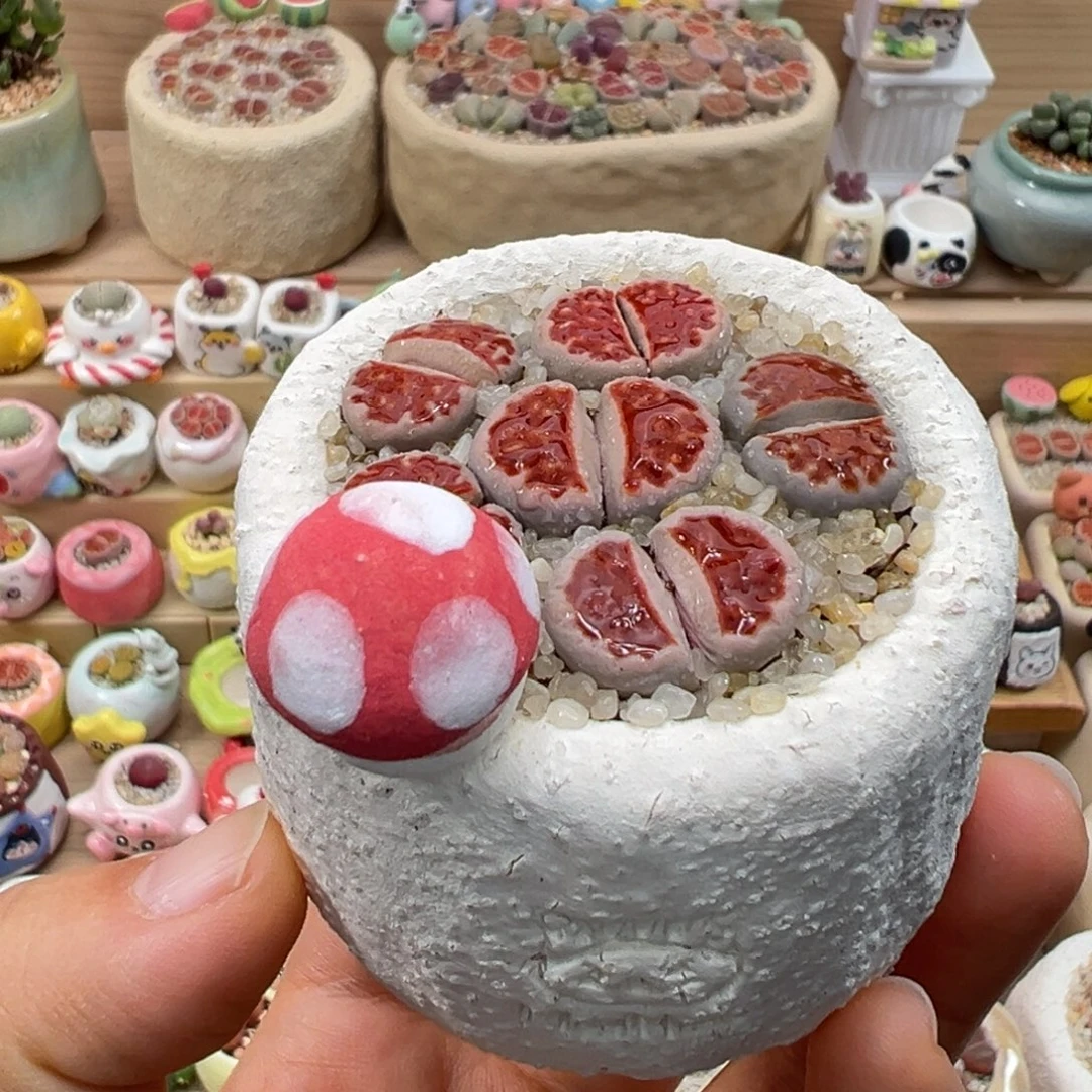 多肉植物84号红色