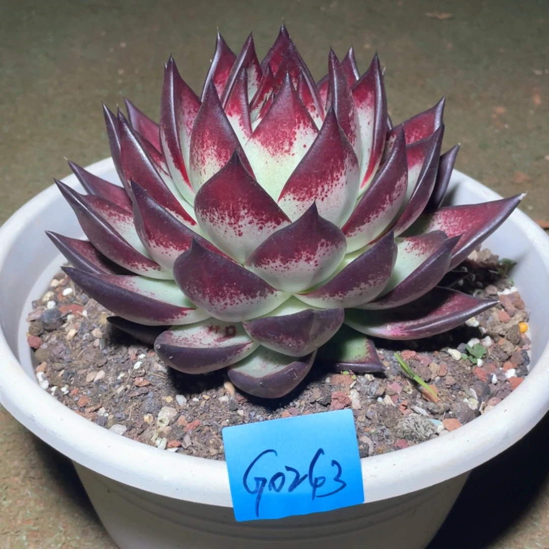 多肉植物多肉植物0243